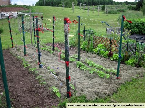 Plant 3 to 4 bean seeds per pole, spaced at least 2 to 3 inches apart. Grow Pole Beans on a Bean Trellis for Easy Picking and ...