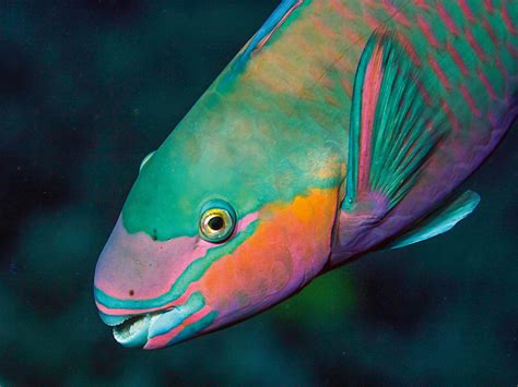 Parrotfish Poop Club Marine Australia