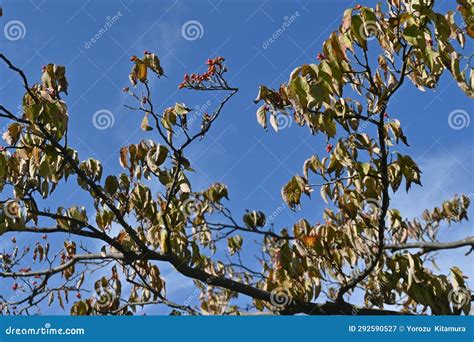 Flowering Dogwood Cornus Florida Fruits Cornaceae Deciduous Tree