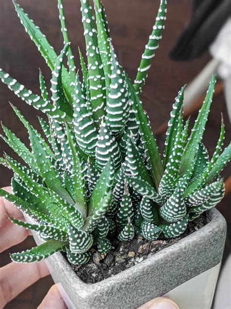 Haworthia Care This Is The Absolute Hardest Succulent To Kill