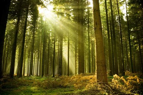 Differenza Tra Bosco E Foresta