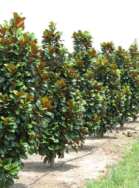 The most common magnolia teddy bear material is glass. Magnolia grandiflora 'Southern Charm' aka Teddy Bear ...