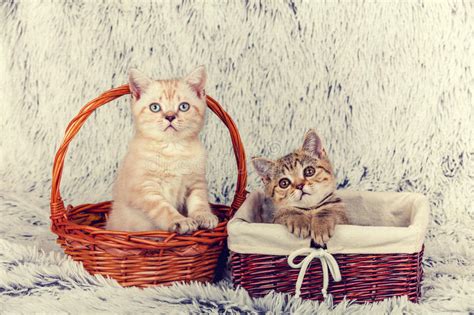 Two Small Kittens Stock Image Image Of Relax Breed 84179985