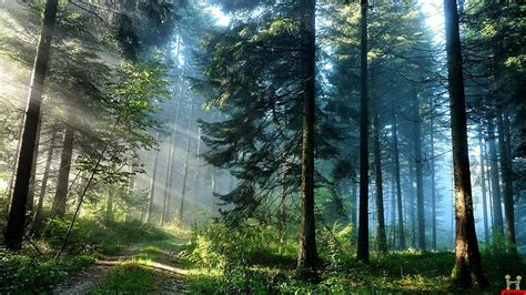 Nature 1920x1080 Cool Forest Beauty Images Ultra Hd Hd Wallpaper