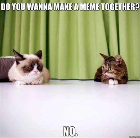 meme lil bub and grumpy cat meme viral viral videos