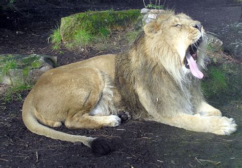 Filebristolzoolionyawnsarp Wikipedia