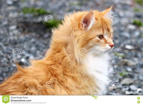 Delilah The Farm Cat Stock Photo Image Of Whiskers Haired 70990844
