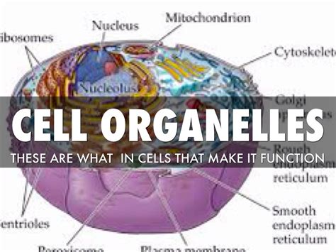 Organelles Science With Tanda