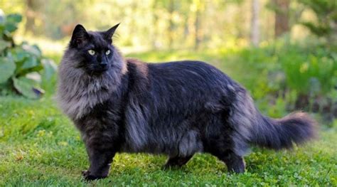 Norwegian Forest Cat Information And Cat Breed Facts