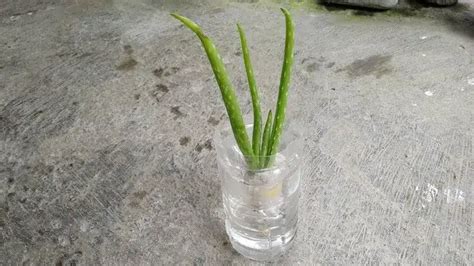 Bouturer Un Aloe Vera Quelle Est La M Thode La Plus Efficace