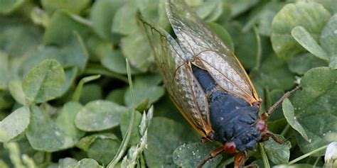 Cicadas Beginning To Emerge In Virginia