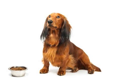 🦴 Best Dog Food For Dachshunds And Puppies In 2021 🦴 Goodpuppyfood