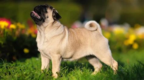 Pug Dog Breed Information Facts Traits Pictures And More