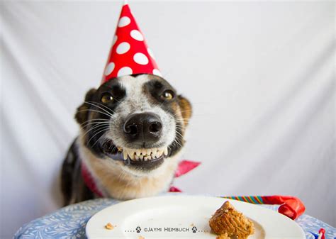 We're covering everything you need to know to throw a dog birthday party. 10+ Pets Having Better Birthday Parties Than You | Bored Panda
