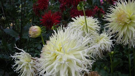 2560x1440 Resolution Dahlia Flower Flowerbed 1440p Resolution