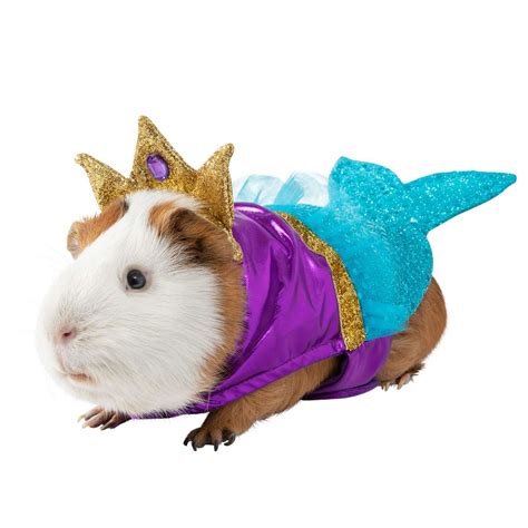No Tricks Here These Guinea Pig Halloween Costumes Are All Tiny Treats