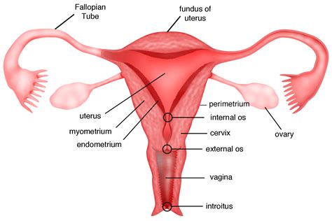 Female Reproductive System Side View Labeled
