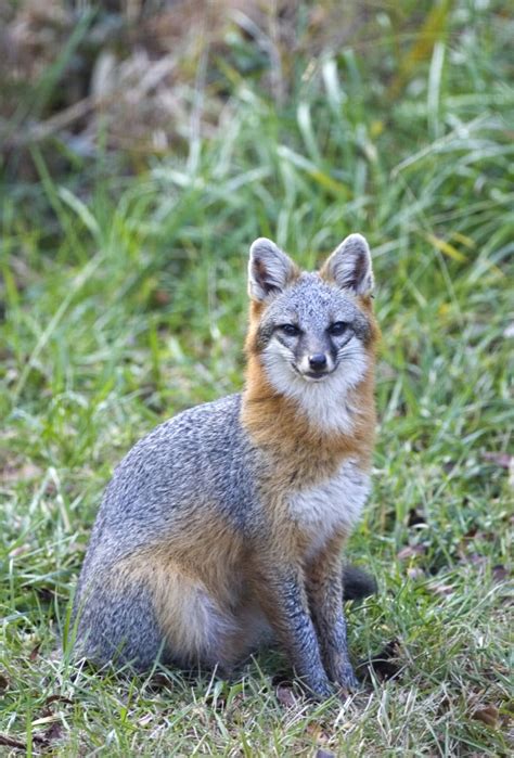 The Richmond Observer Fox Den On Your Property Wildlife Officials