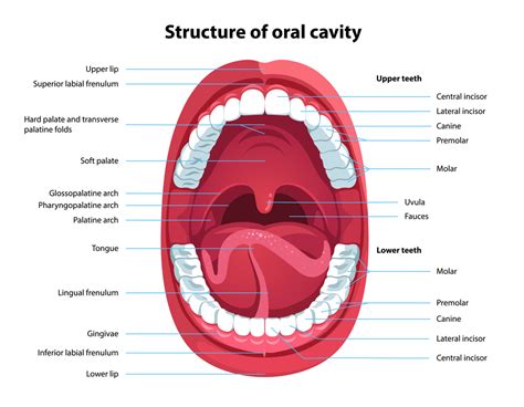 Oral Cavity Anatomy With Educational Labeled Structure Vector