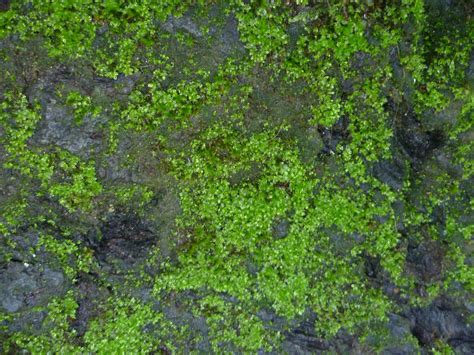 Musgo Verde Sobre Piedra Todas Las Texturas