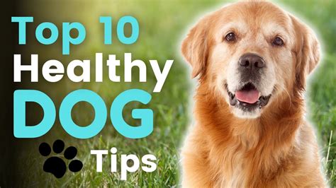 10 Health Tips For Keeping Your Dog Happy And Healthy Tips For