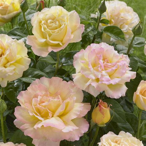 Rose Peace Garden Offers