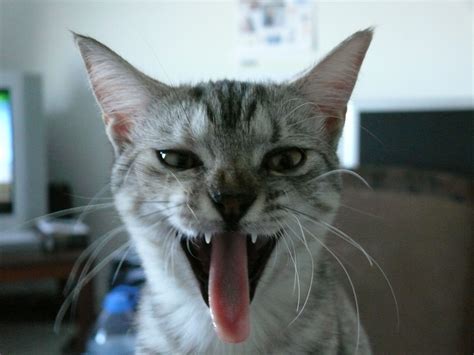Scary Cat Yawn Crazy Cats Funny Cat Faces Cat Yawning