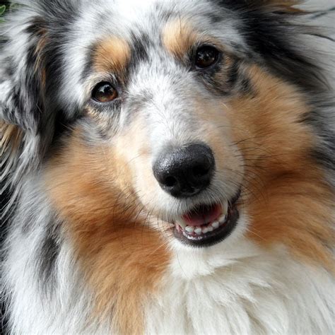 If two merle dogs are bred, puppies can possibly inherit a merle gene from each parent creating a. Izzy a blue merle sheltie | Blue merle sheltie, Sheltie ...