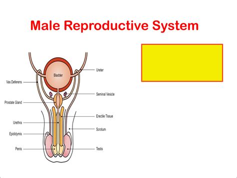 Solution Male Reproductive System Histology Studypool