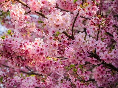 10 Popular Sakura Cherry Varieties In Japan Kyuhoshi