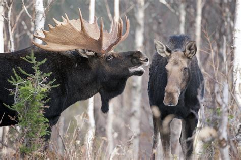 Moose Male And Female During The Rut Photograph By Philippe Henry Fine Art America