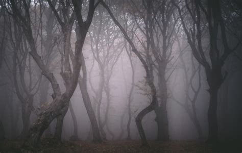 The Top 10 Most Haunted Forests In The World Fakoa