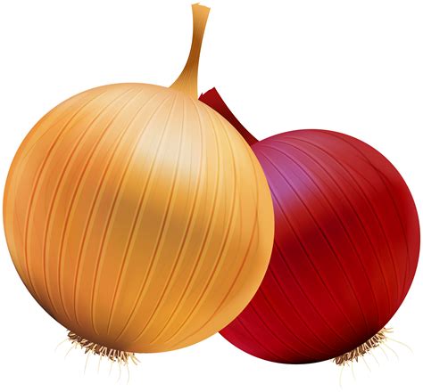 Onion Images Clipart 10 Free Cliparts Download Images On Clipground 2022