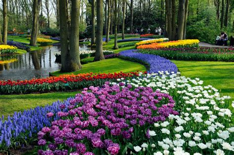 Hoa tulip là biểu tượng đặc trưng của hà lan. Lễ Hội Hoa Tulip Hà Lan - Keukenhof Holland
