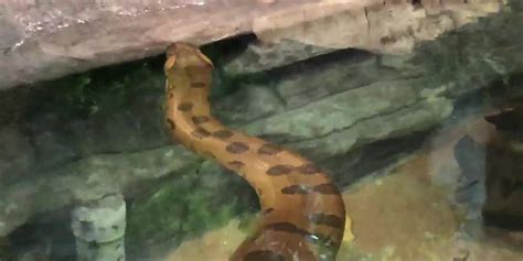 Webxtra Caldwell Zoos New Anaconda Exhibit Opens Wednesday