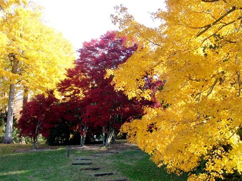 Japanese Maples Hues Provide Perfect Landscape Component