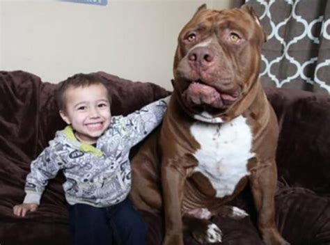 ein hund namens hulk ist der größte pitbull der welt der hund wiegt 81 kg und liebt picknicks