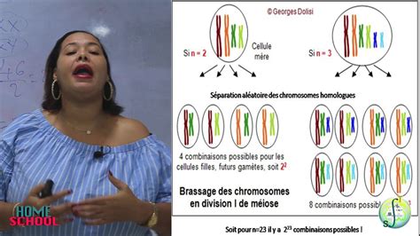 Cours de SVT niveau 3e TRANSMISSION DE LINFORMATION GÉNÉTIQUE DUNE