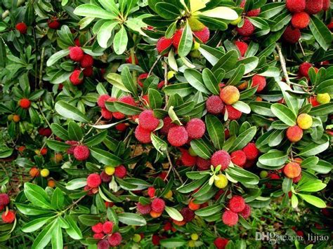 See more ideas about strawberry tree, fruit, tree. 2018 Waxberry 10 Particles / Bag Arbutus Unedo Strawberry ...