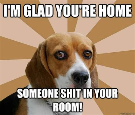 Funniest Beagle Meme