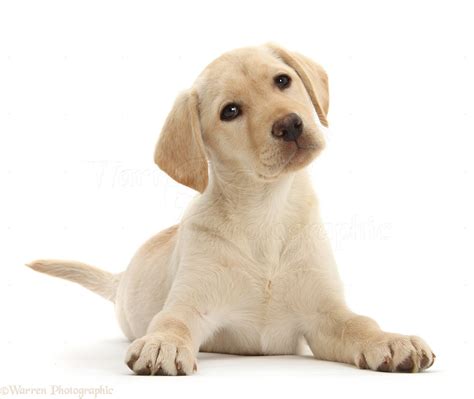 Dog Yellow Labrador Retriever Puppy 10 Weeks Old Photo Wp29770