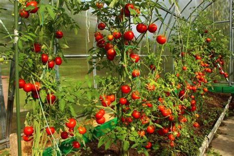 Tomato Plant Spacing Guide How Close Should You Plant 2 Tomato Plants