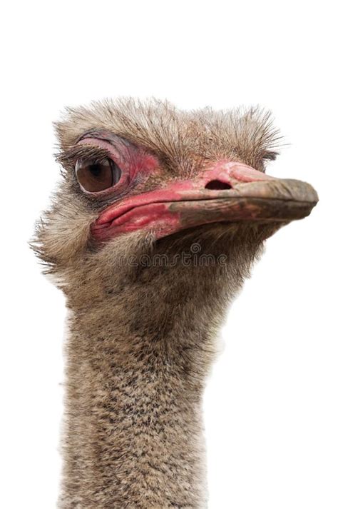 Head Of Ostrich On A White Background Stock Photo Image Of Large