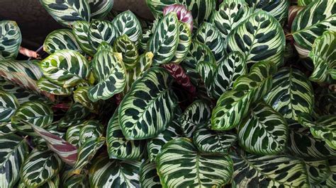 How To Care For A Calathea Plant Howstuffworks