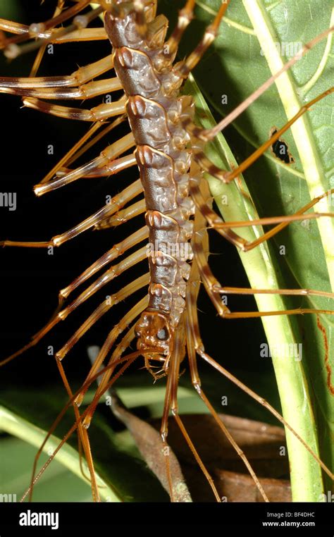 Giant Long Legged Centipede In The Primary Rainforest Of Sandakan Sabah