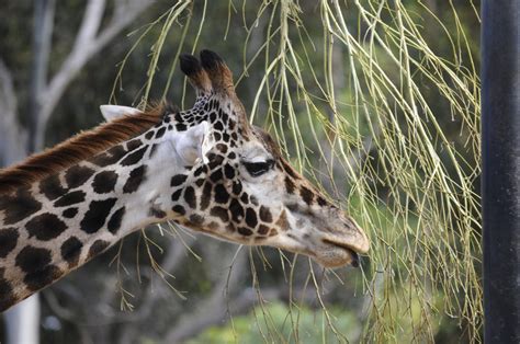Giraffe Eating Free Stock Photo Public Domain Pictures