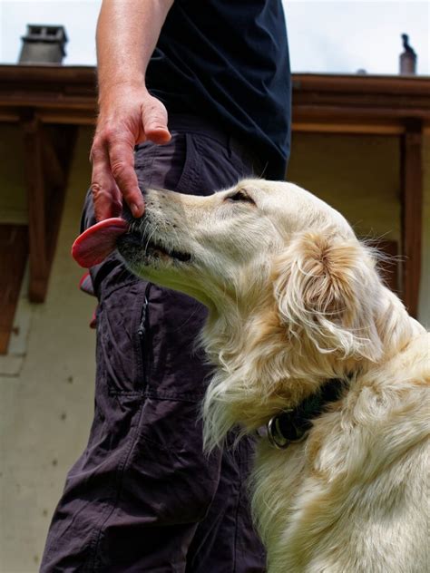 Waarom likt mijn hond mij Hondenrassen Honden Terriërs