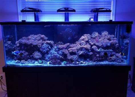 Best Led Aquarium Lighting For Reef Tank Corals 2023 Aquanswers