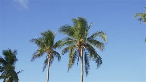 How To Water Palm Trees Hunker