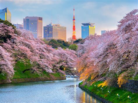 Japan In Cherry Blossom Season Celebrate Life Places To Visit